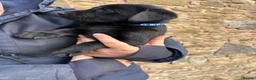 Labrador Retriever dogs for sale: Quality KC Reg Black Labrador Puppies, Ready Now in Dronfield - Advert 9