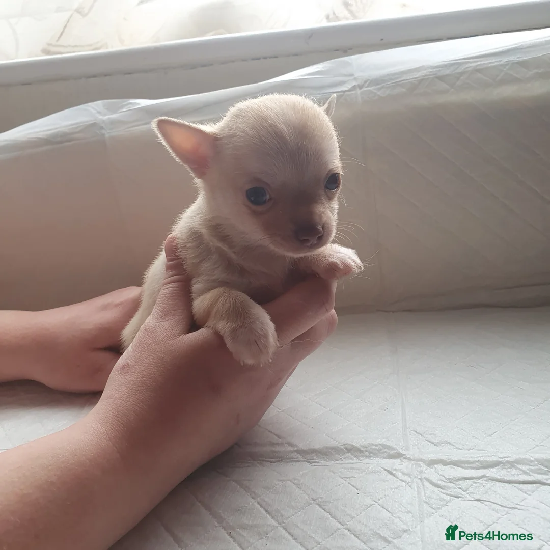 Chihuahua dogs for sale:  **  chihuahuas 2 tiny boys available   - Advert 2