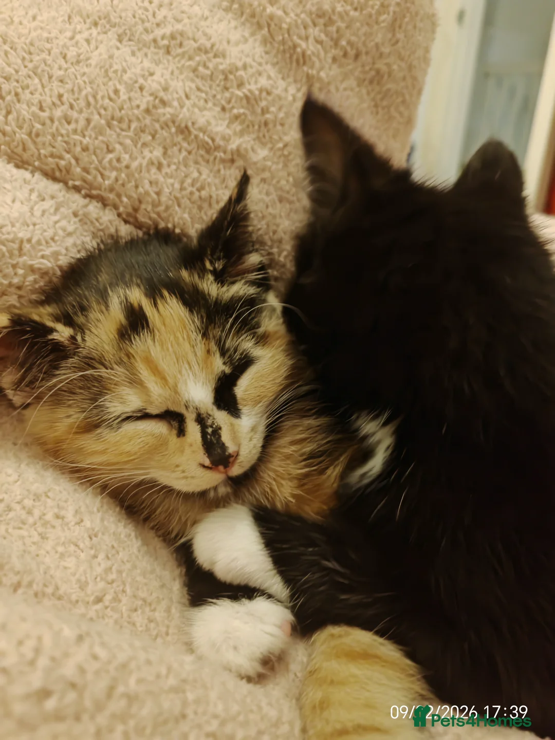 Domestic Shorthair cats for sale: A lovely kitten for sale  in Newcastle upon Tyne - Advert 3