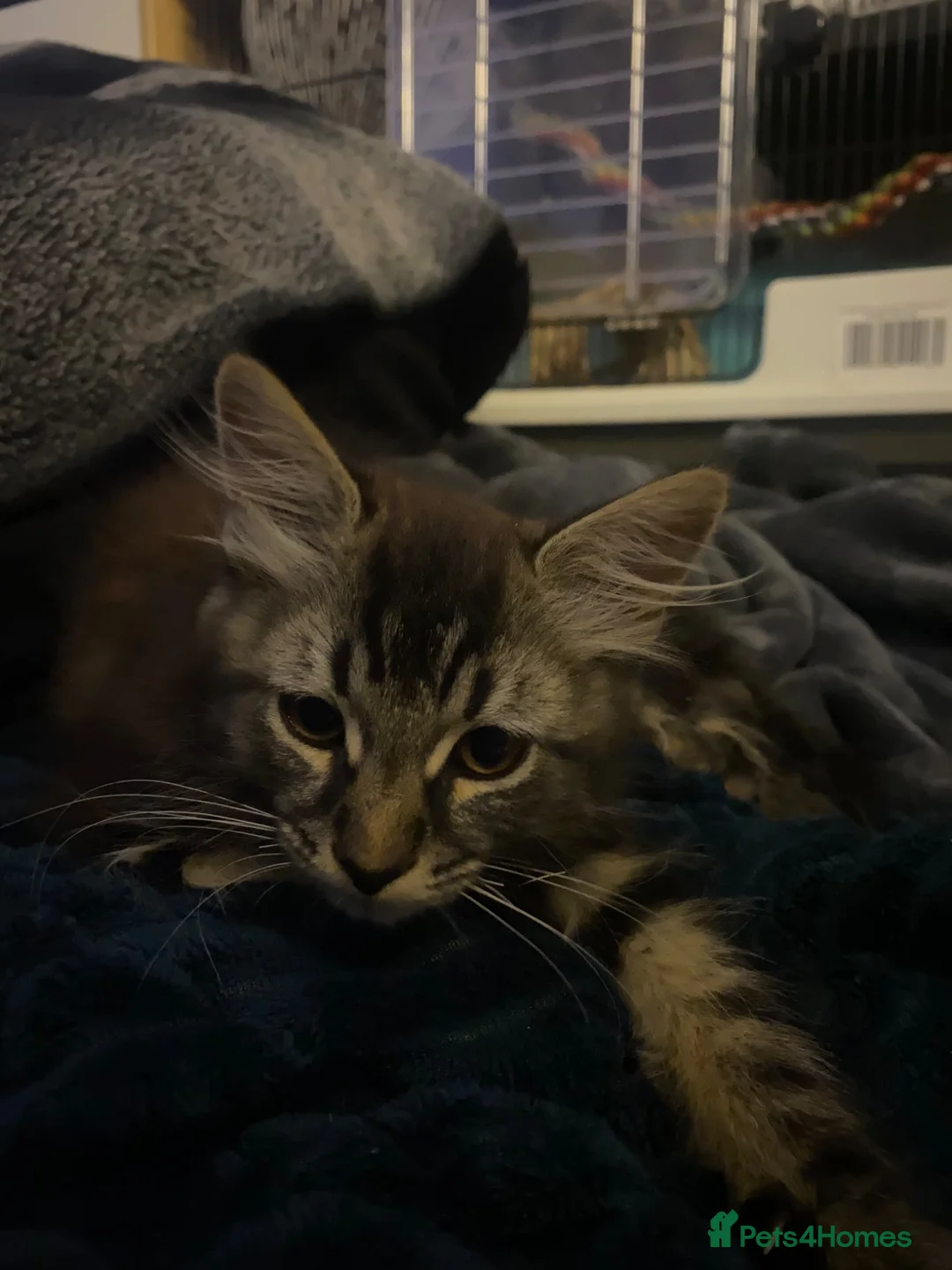 Mixed Breed cats for sale: 8 week old kittens for sale - Advert 7