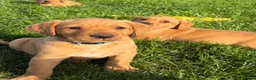 Labrador Retriever dogs for sale: Ready now Red Labrador puppies  - Advert 13
