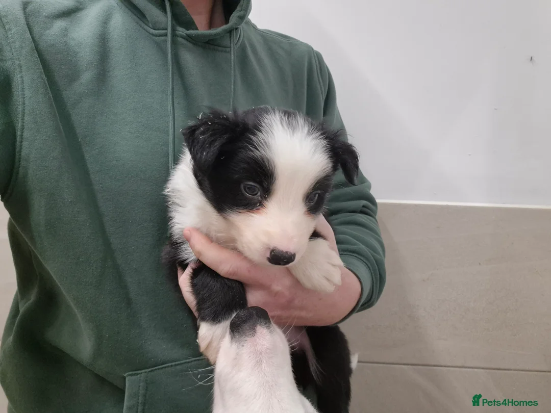 Border Collie dogs for sale: Border Collie Puppies - Advert 2