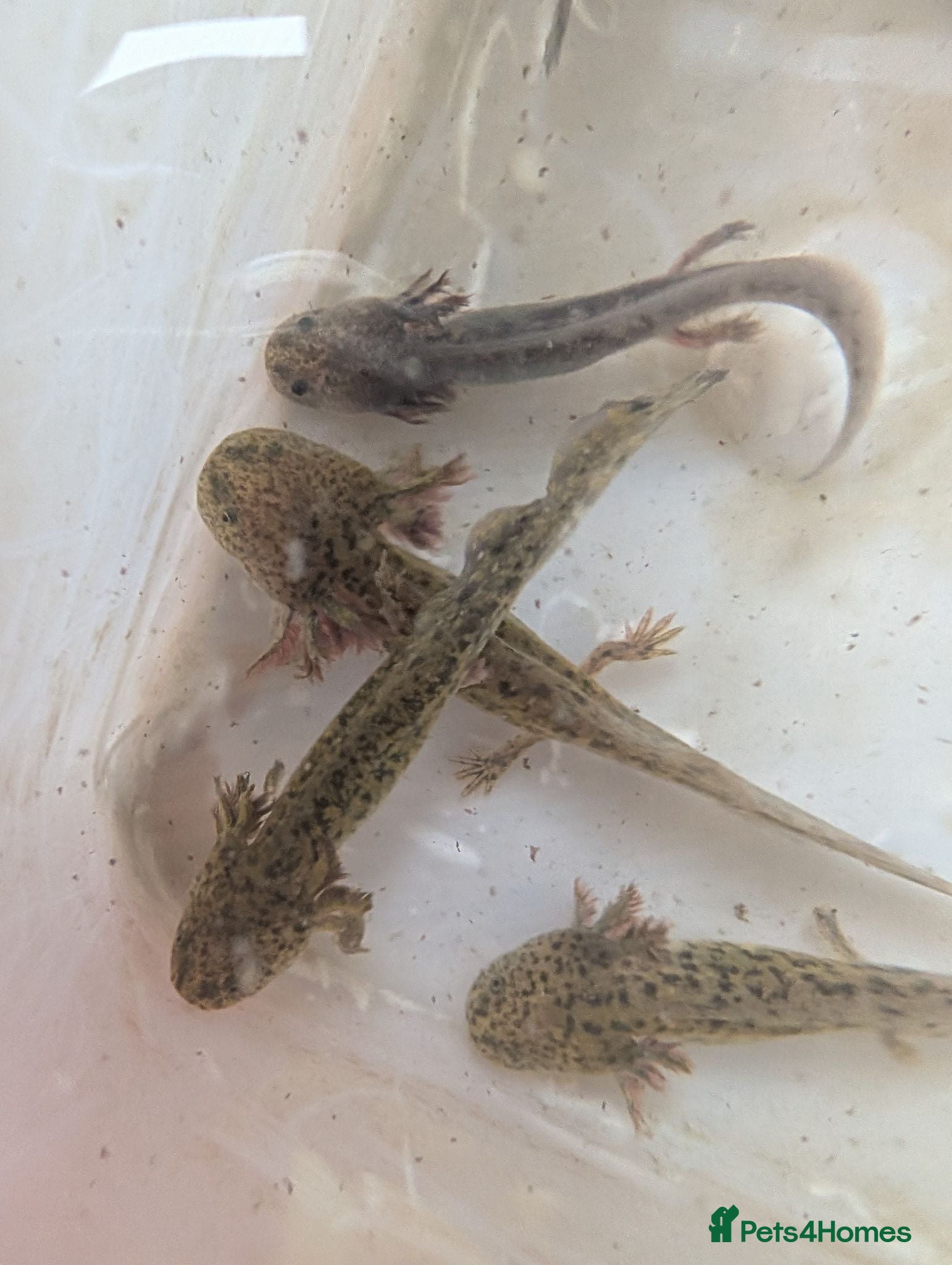Other/Mixed Breed fish Axolotls  - Advert 5