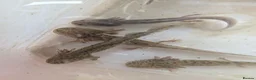Other/Mixed Breed fish for sale: Axolotls  in Cheadle - Advert 1