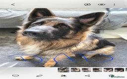 German Shepherd dogs for sale: German shepherd pups - Image 2