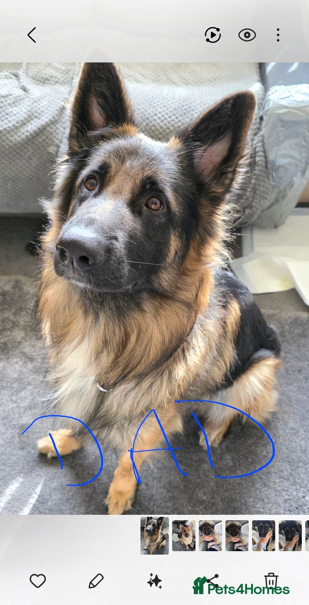 German Shepherd dogs for sale: German shepherd pups - Image 2