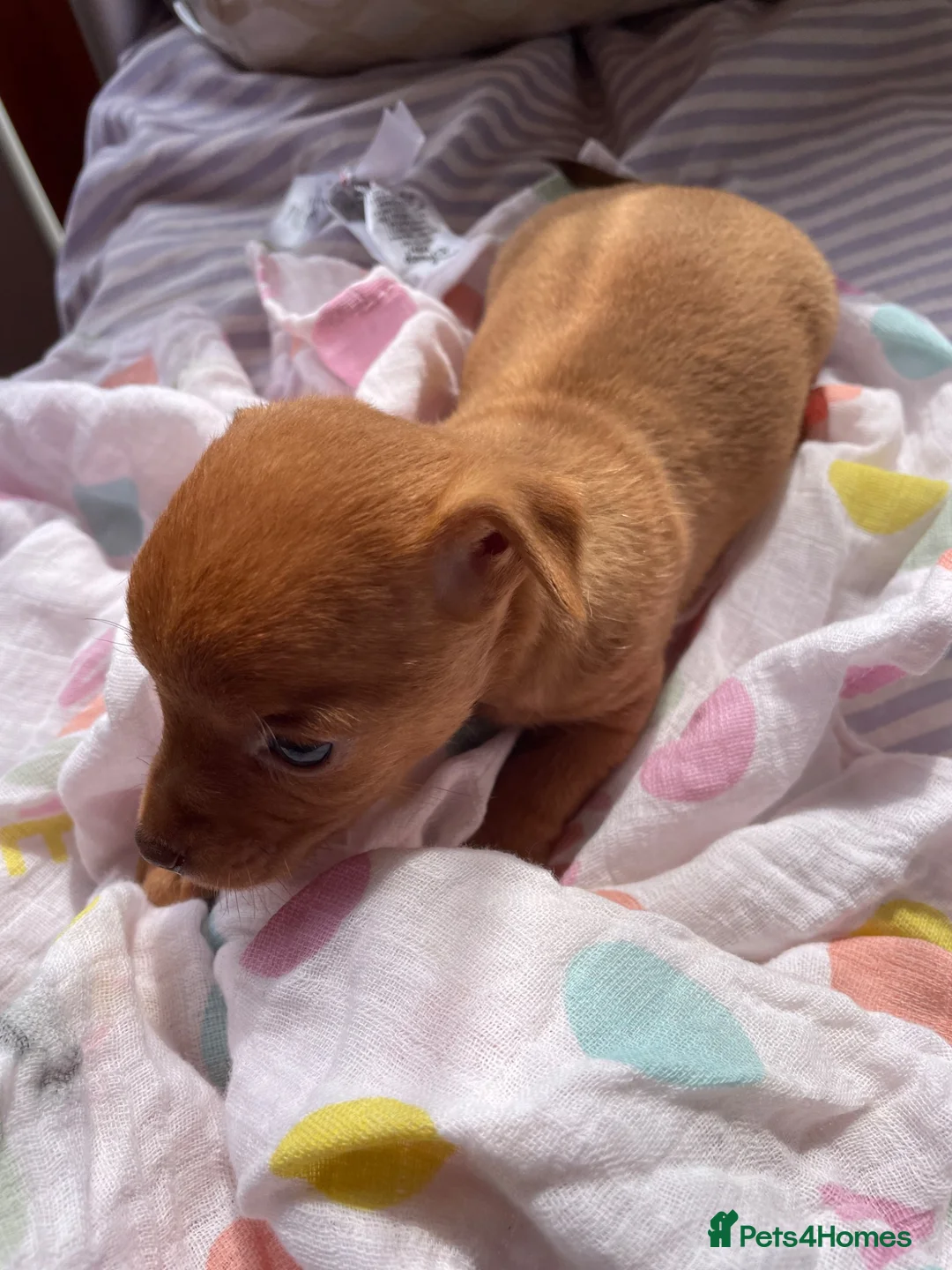 Chihuahua dogs for sale: Adorable Chihuahua Puppy “ Girl “ Fawn/White - Advert 14