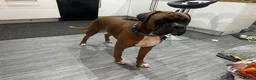 Boxer dogs for stud: Boxer for stud - Advert 4