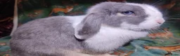 Mini Lop rabbits for sale: Mini Lop lilac otter VM / blue split, blue eyes. - Advert 3