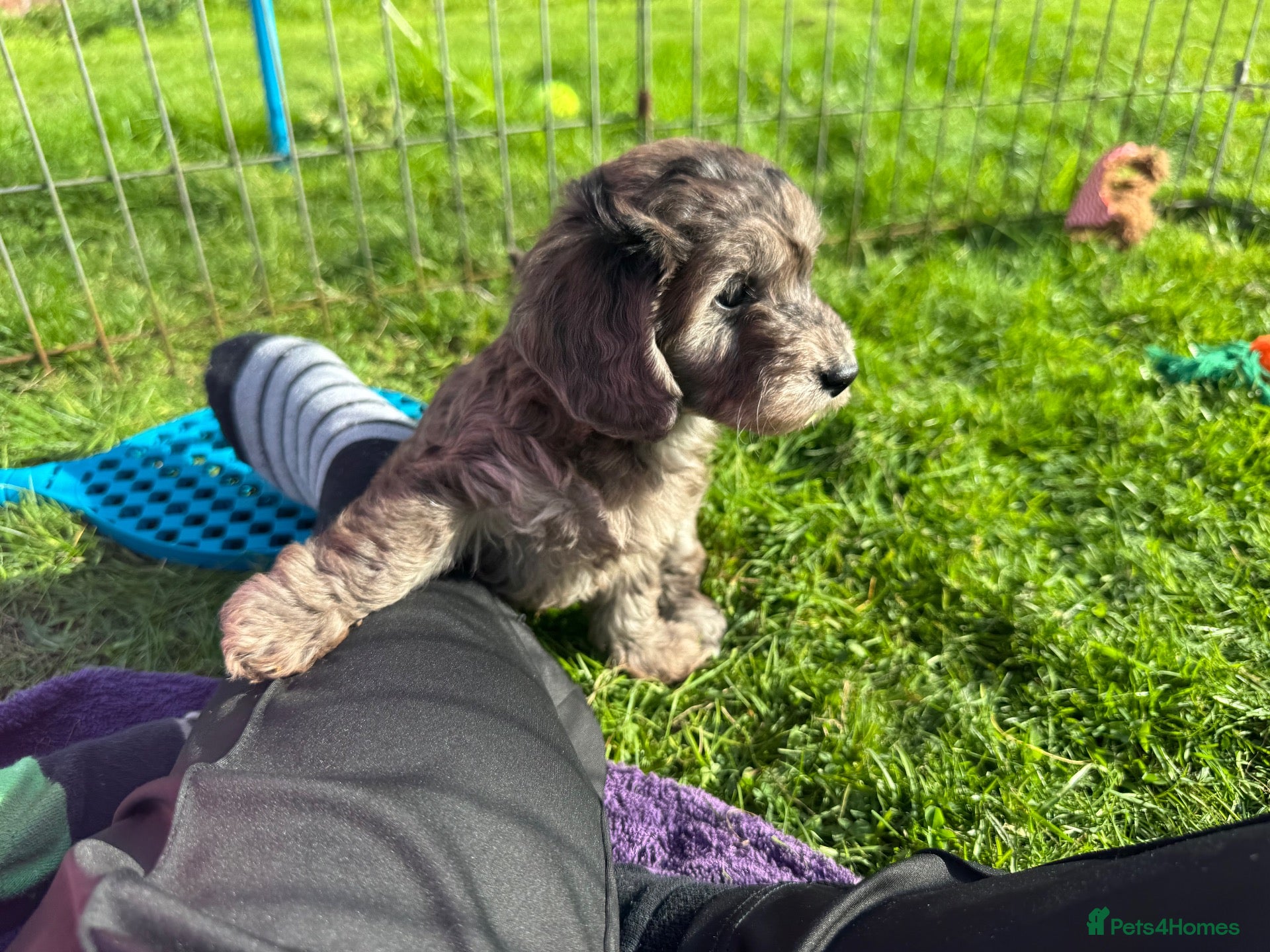 Doxiepoo dogs Doxiepoo girl just turned 8 weeks  - Advert 3