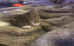 American Shorthair cats for sale: Gorgeous girls looking for new home🏡 - Image 16