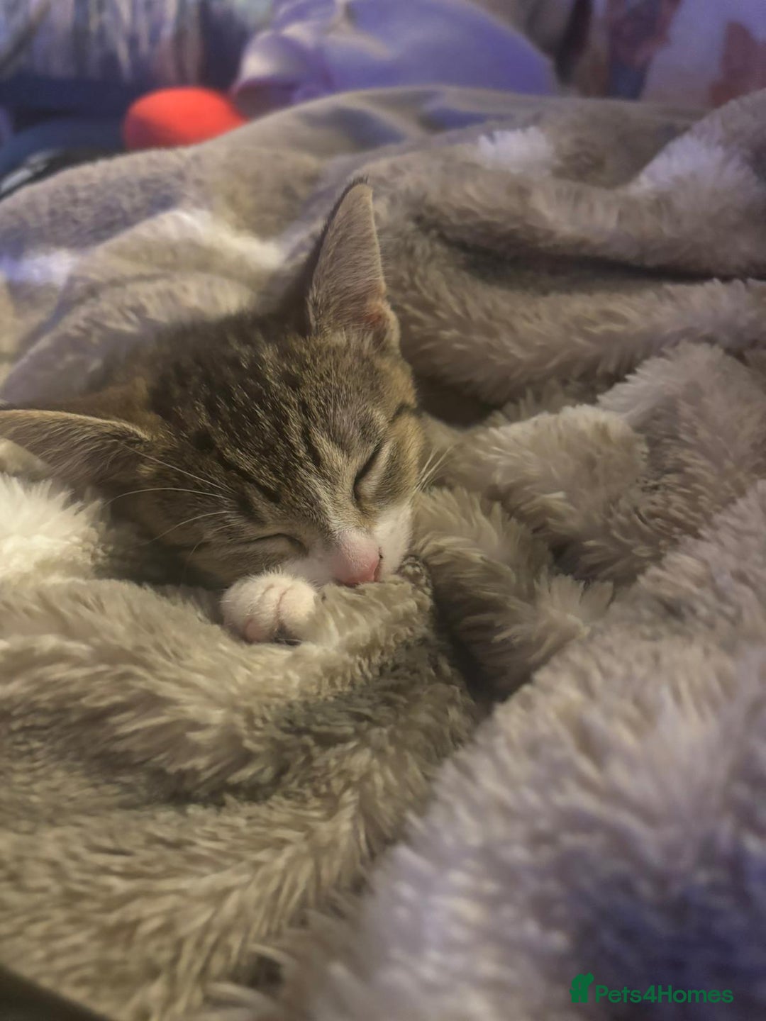 American Shorthair cats for sale: Gorgeous girls looking for new home🏡 - Image 16