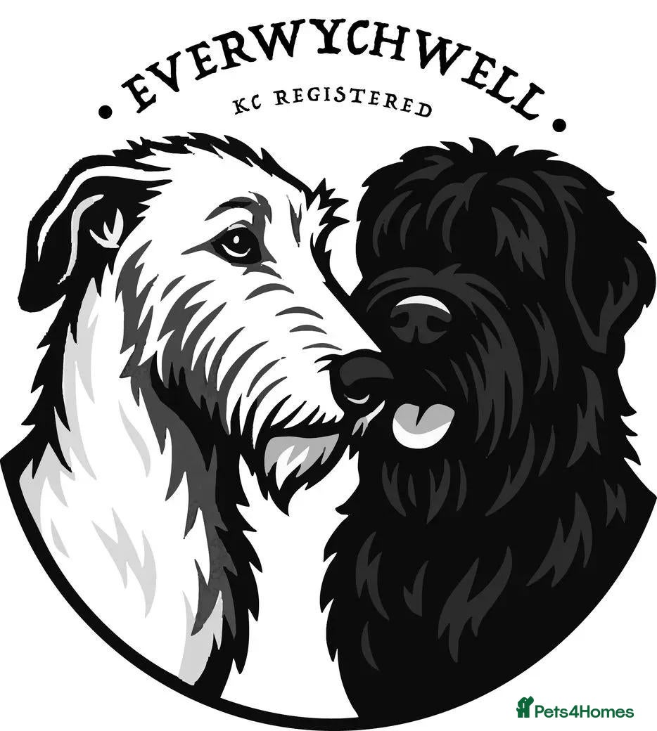 Russian Black Terrier dogs Black Russian Terrier 🐾 - Advert 2