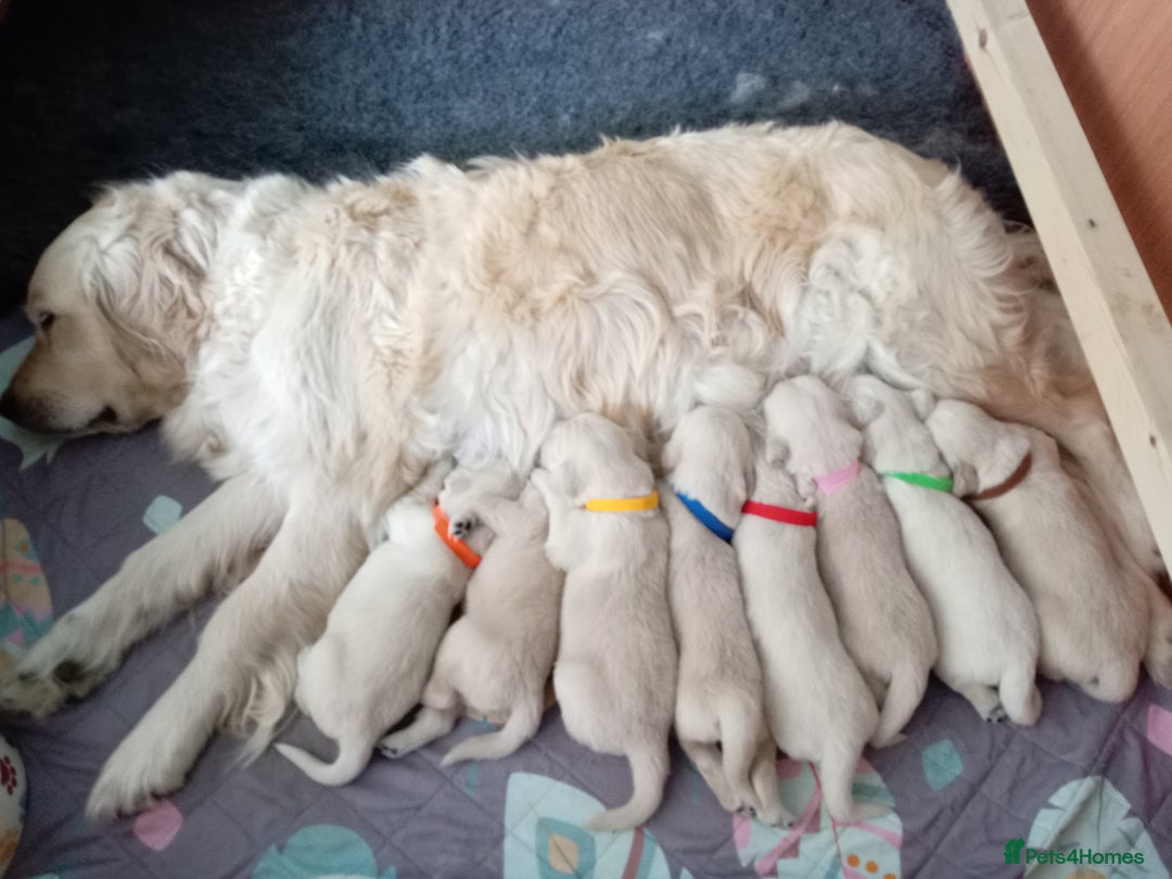 Golden Retriever dogs for sale: 1 beautiful female puppy - Image 1