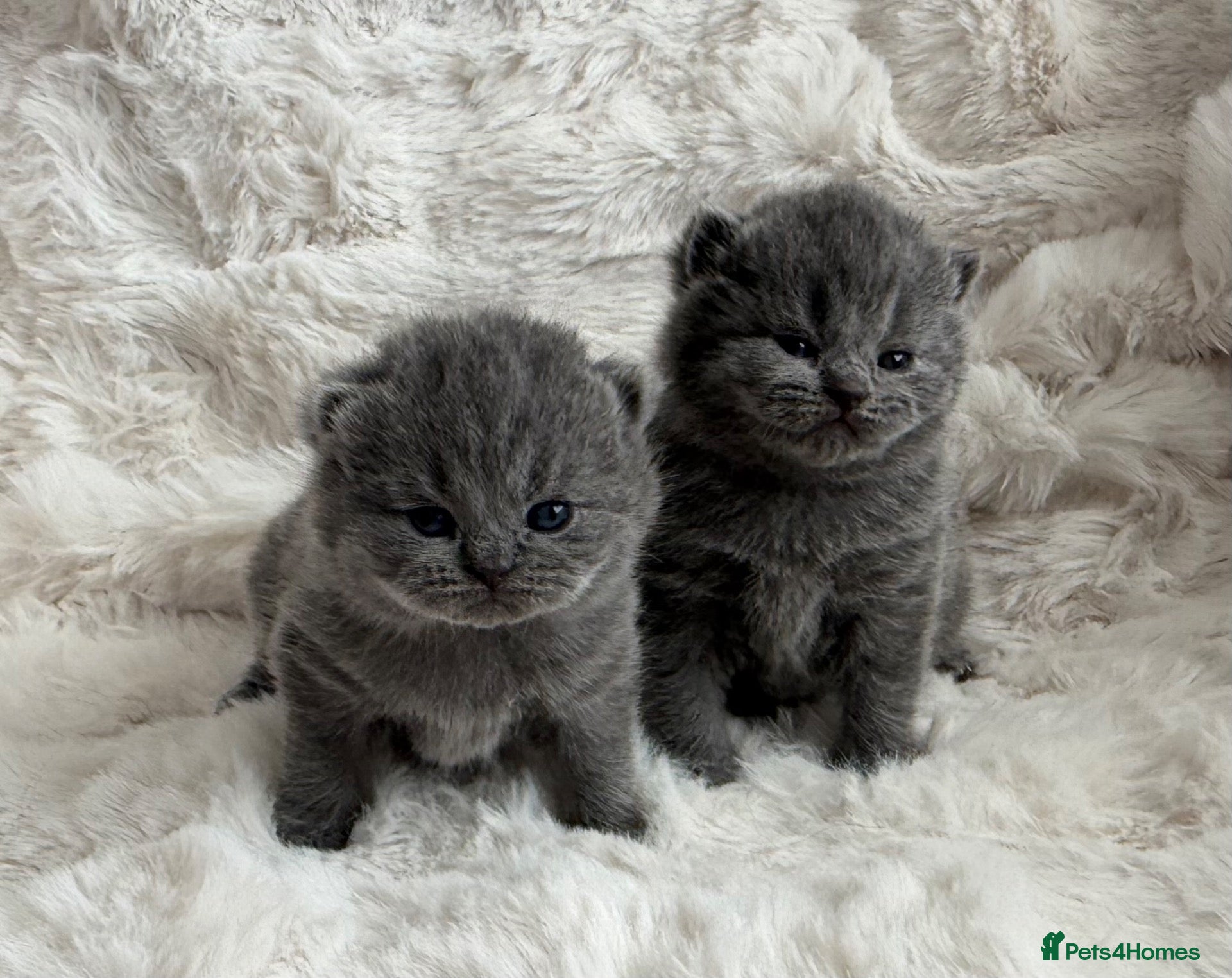 British Shorthair cats for sale: Champion GCCF British shorthair kittens - Advert 2