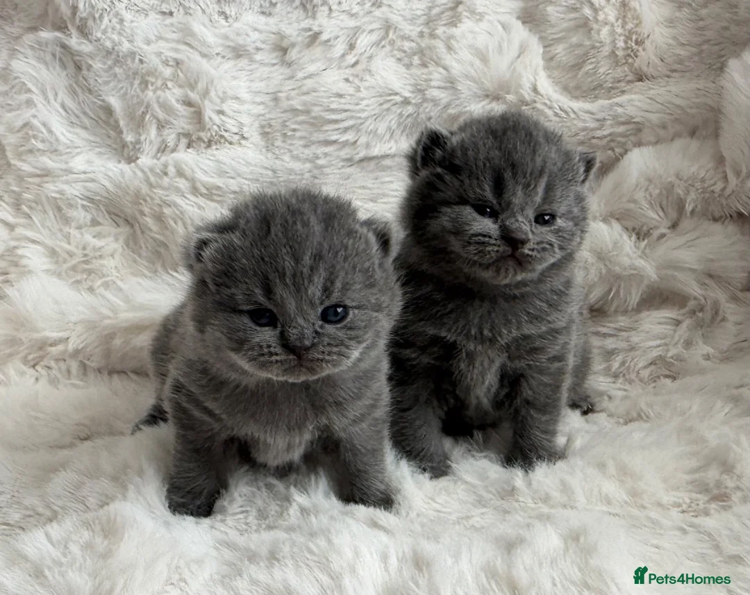 British Shorthair cats for sale: Champion GCCF British shorthair kittens - Advert 2