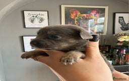 Mixed Breed dogs for sale: 9 beautiful dachshund cross poms - Image 14