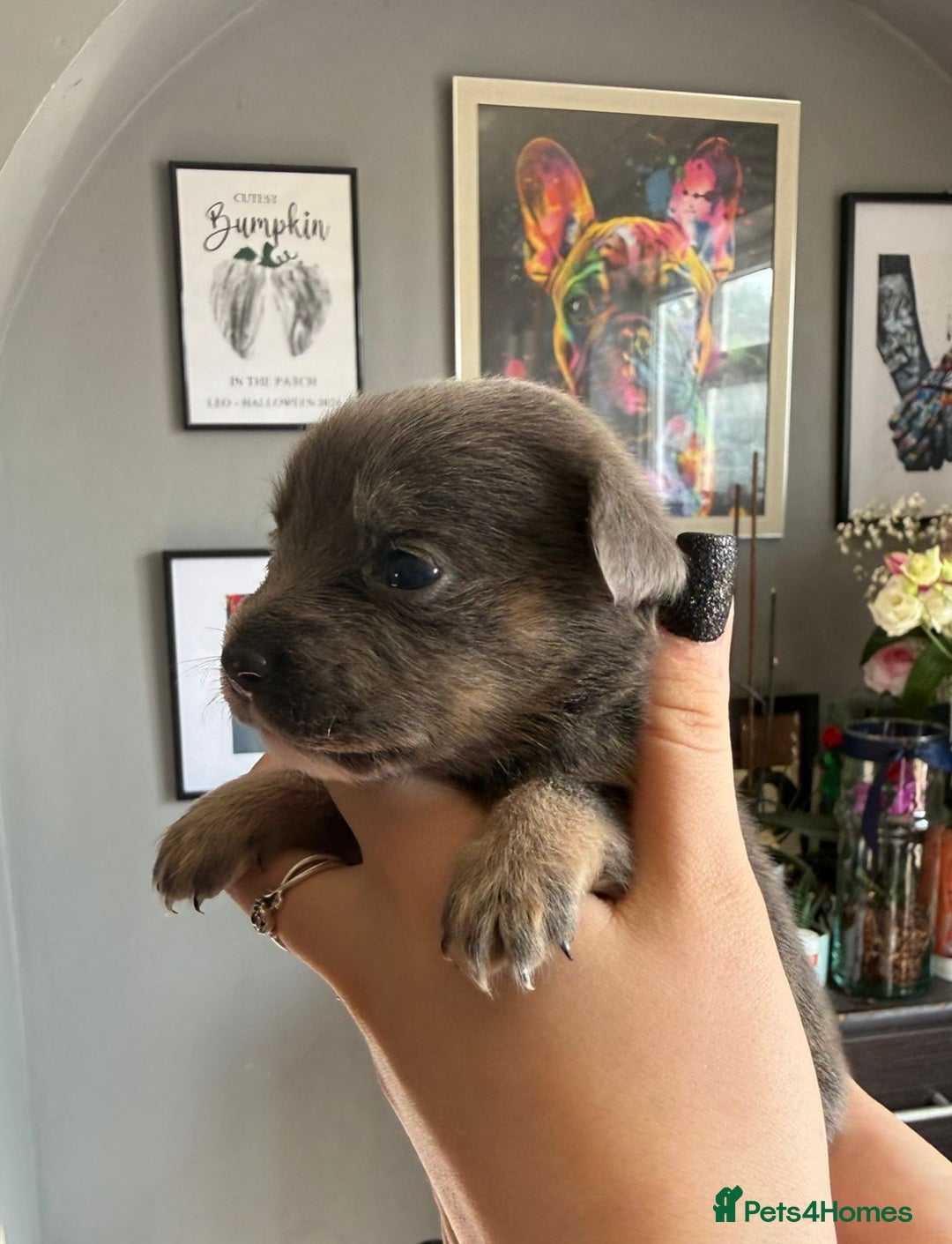 Mixed Breed dogs for sale: 9 beautiful dachshund cross poms - Image 14