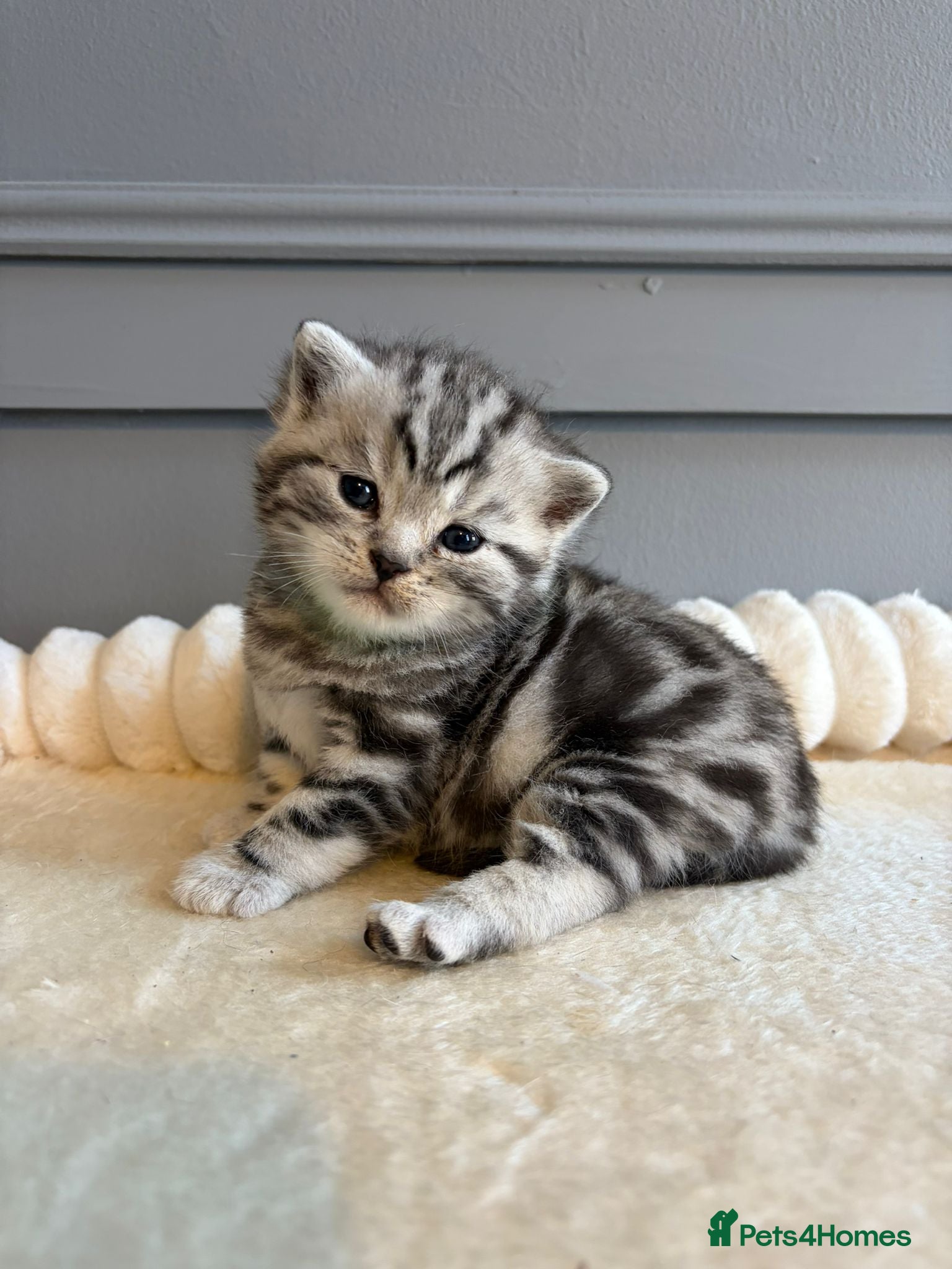 British Shorthair cats for sale: Beautiful bsh kittens  - Advert 1