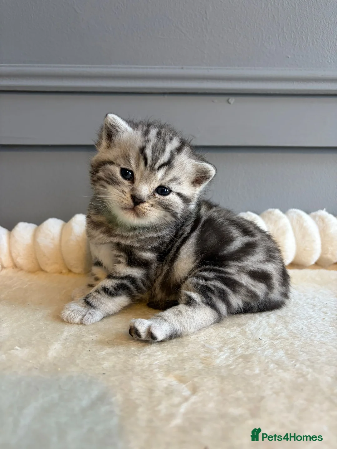 British Shorthair cats for sale: Beautiful bsh kittens  - Advert 1