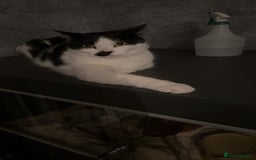 Domestic Shorthair cats for sale: Male Cat - Image 4