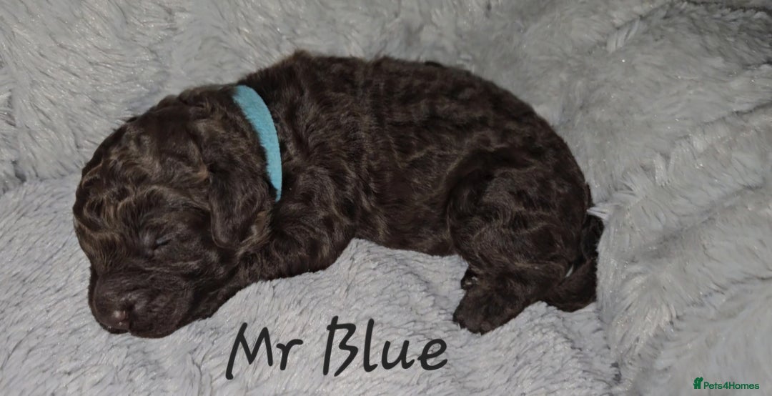 Cockapoo dogs for sale: F1b chocolate/Chocolate and Tan Cockapoo's  - Advert 5