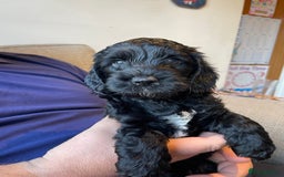 Cockapoo dogs for sale: Show Type F1 Cockerpoos. KC parents & health tests - Image 4