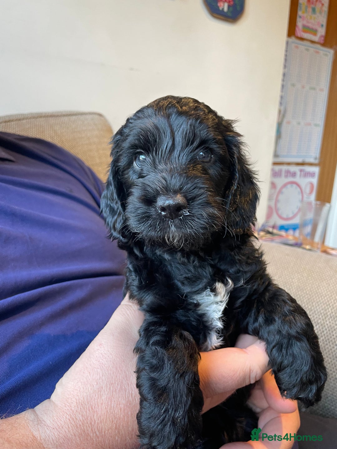 Cockapoo dogs for sale: Show Type F1 Cockerpoos. KC parents & health tests - Image 4