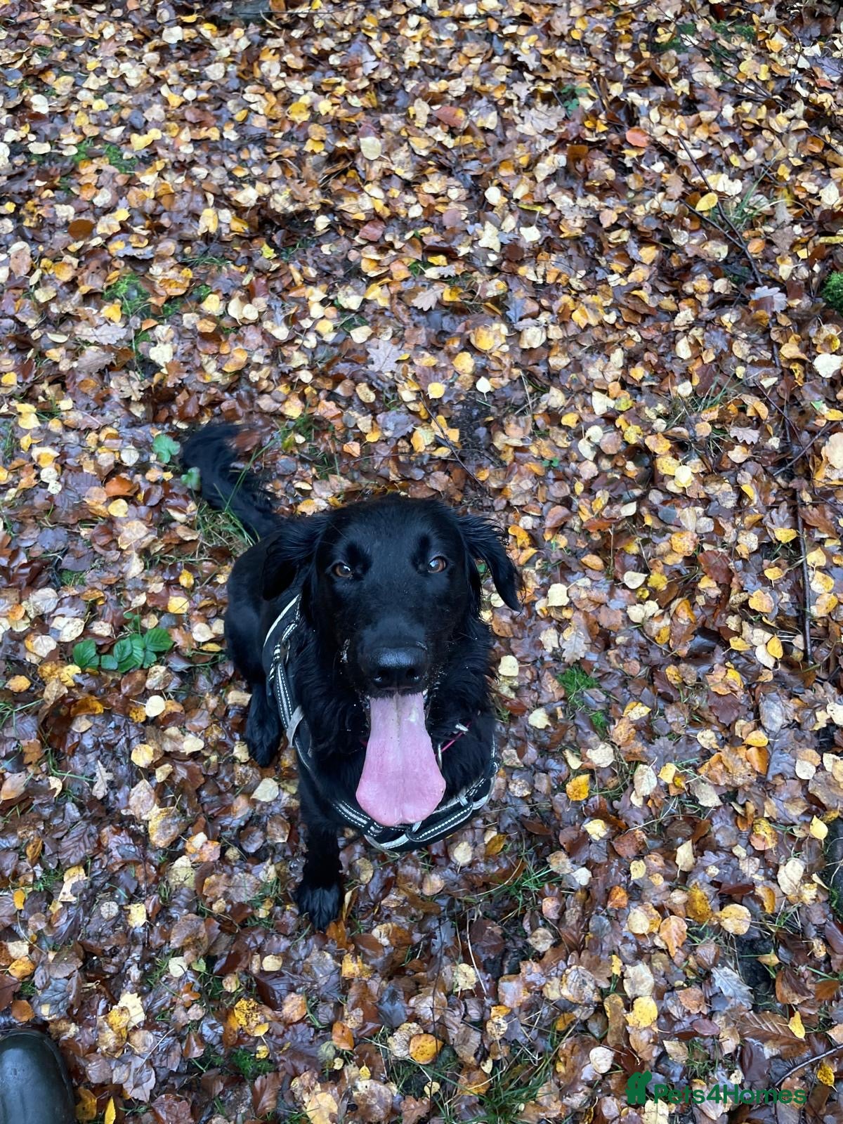 Flat coated Retriever dogs for sale: Adorable Flat Coated Retriever Puppies  - Advert 13