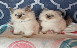 Ragdoll cats for sale: 🏆 CHAMPION FATHER 🏆GCCF REGISTERED KITTENS  - Image 11