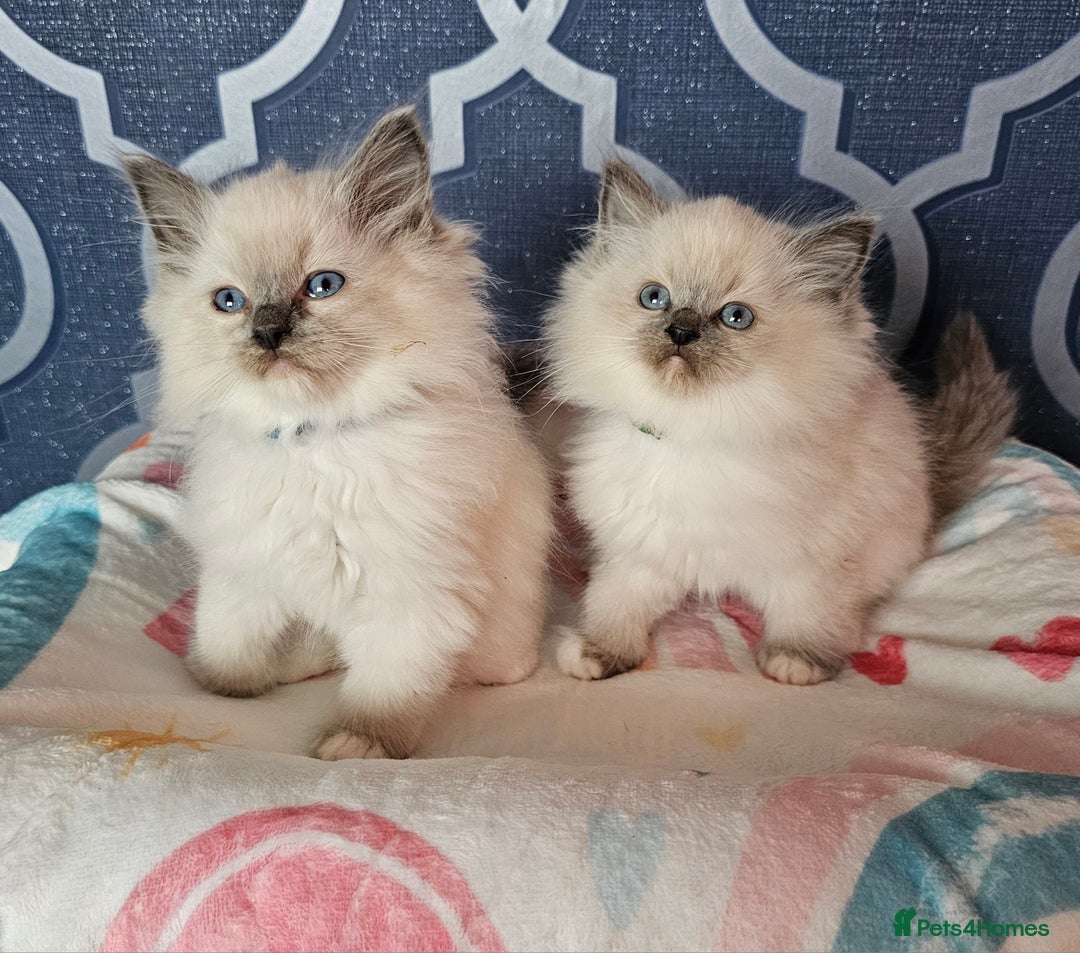 Ragdoll cats for sale: 🏆 CHAMPION FATHER 🏆GCCF REGISTERED KITTENS  - Image 11