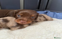 Miniature Dachshund dogs for sale: Long haired miniature dachshunds  - Image 14