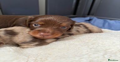 Miniature Dachshund dogs - Advert 5