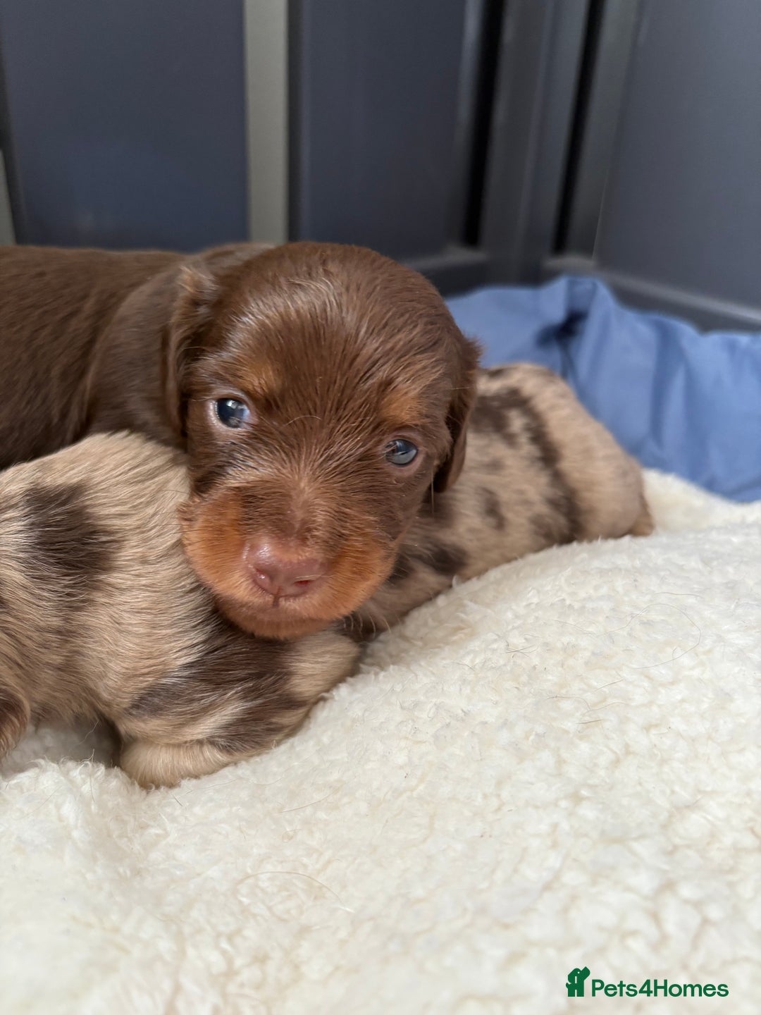 Miniature Dachshund dogs for sale: Long haired miniature dachshunds  - Image 14