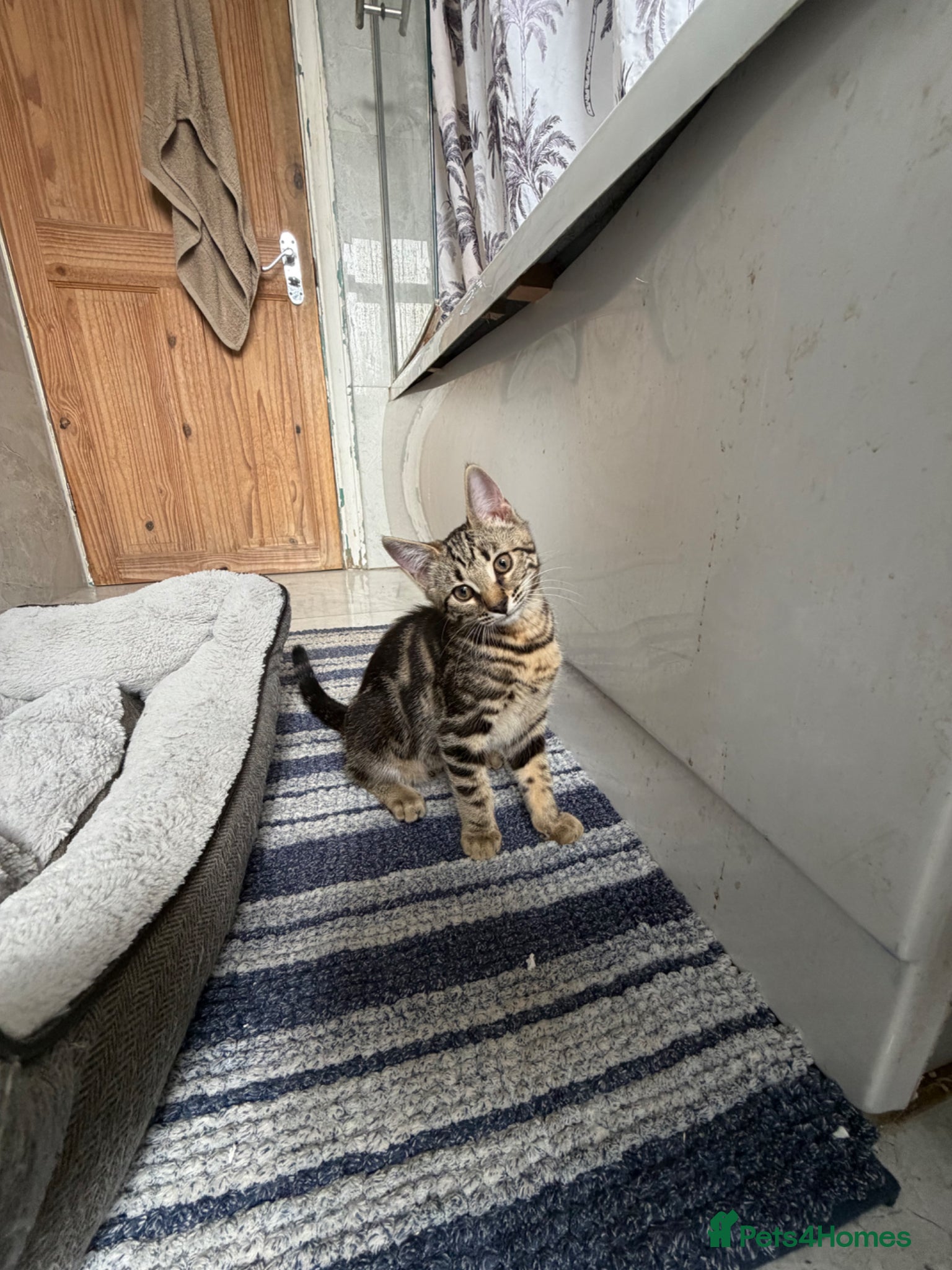 Mixed Breed cats for sale: BENGAL MIX KITTENS 4 SALE SOUTH LONDON - Advert 6