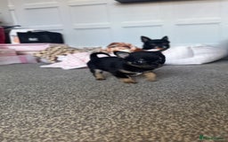 Chihuahua dogs for sale: Beautiful tiny girls chihuahuas  - Image 7