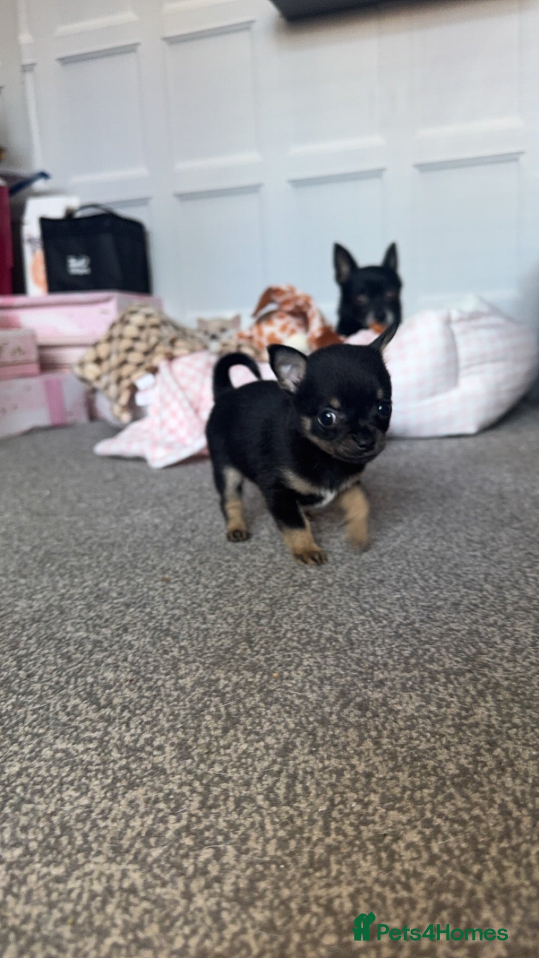 Chihuahua dogs for sale: Beautiful tiny girls chihuahuas  - Image 7