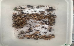 Snails invertebrates for sale: Baby/feeder and juvenile Giant African Land snails - Image 5