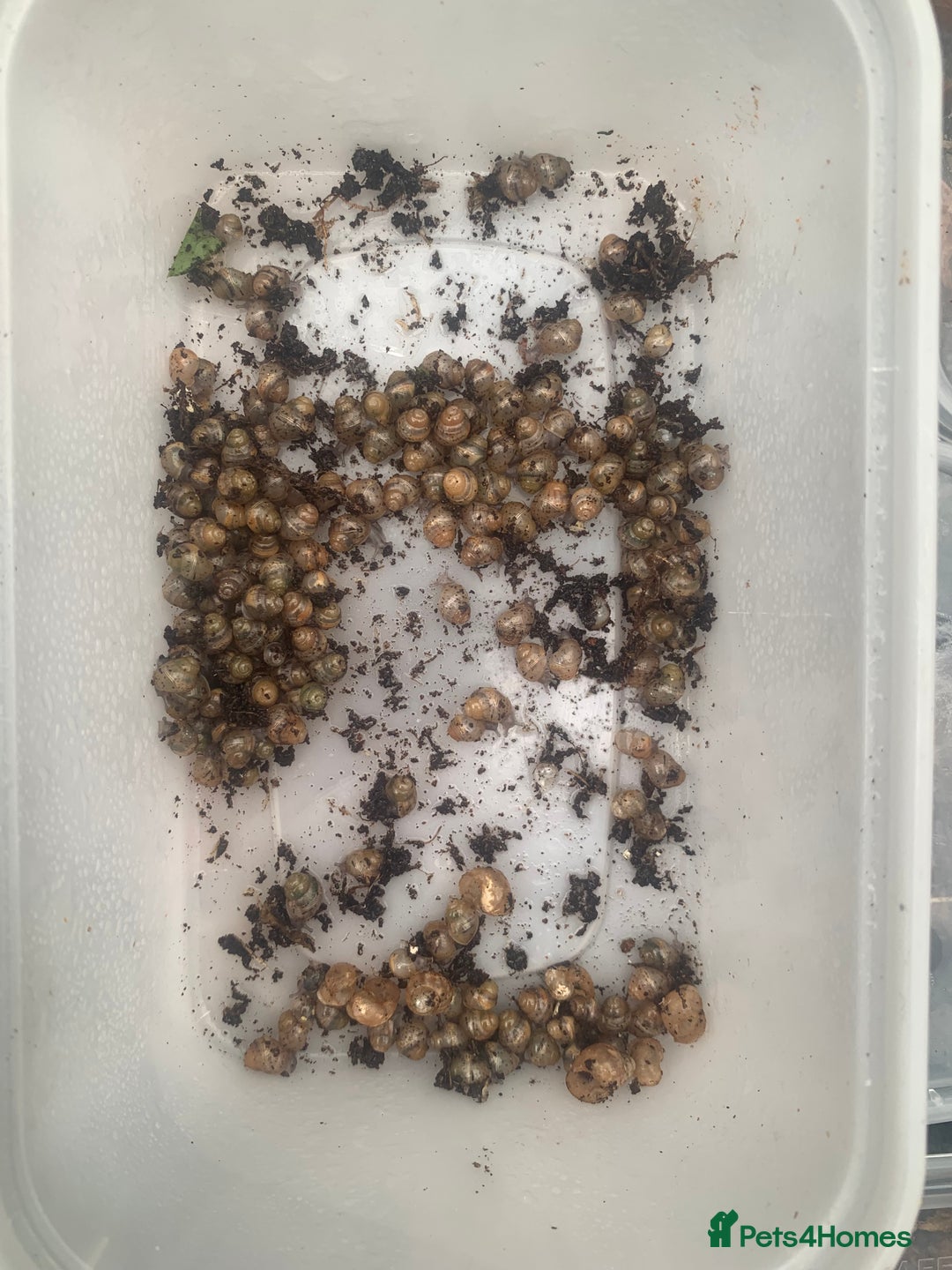 Snails invertebrates for sale: Baby/feeder and juvenile Giant African Land snails - Image 5