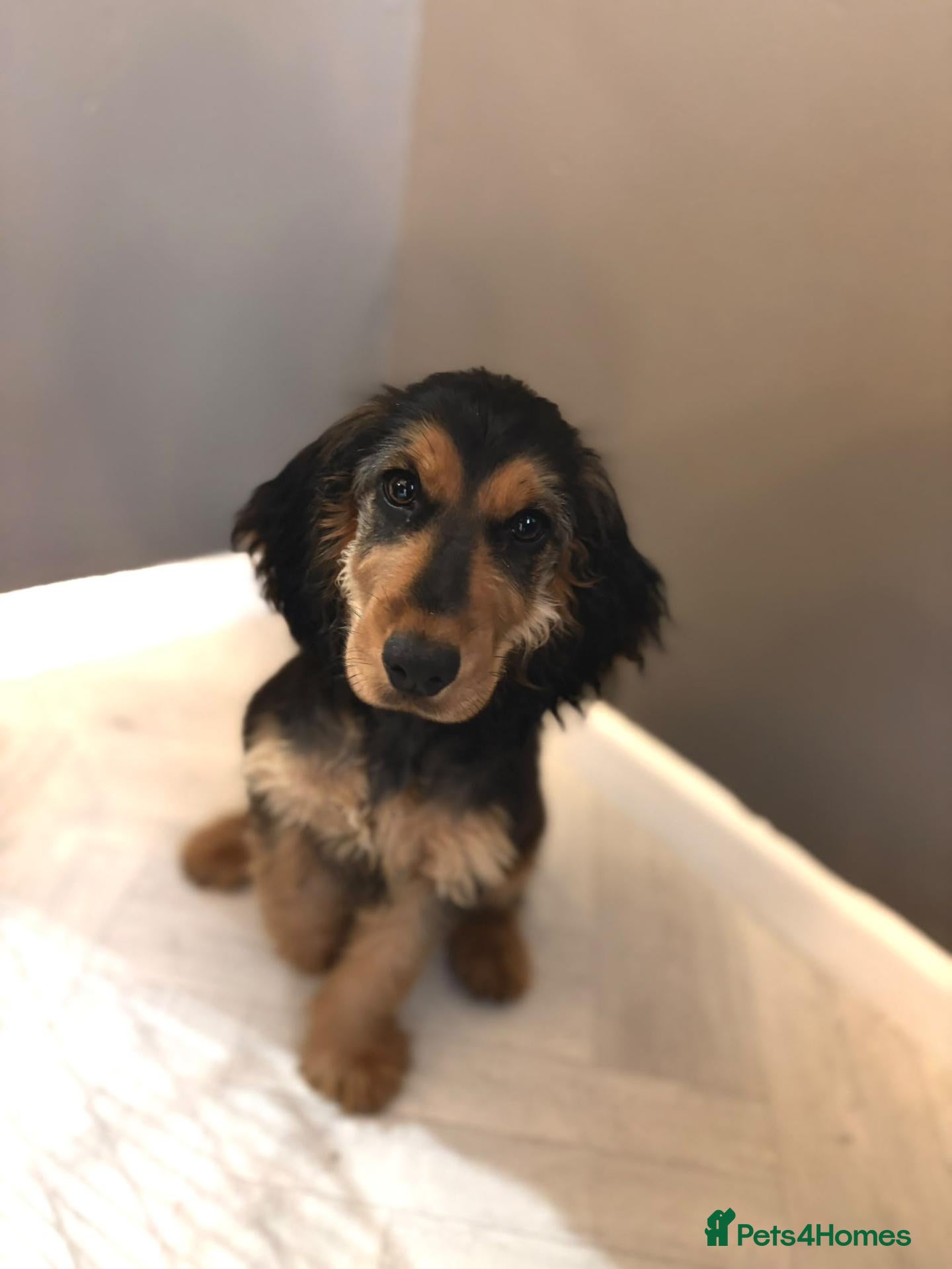 Cocker Spaniel dogs Female Cocker Spaniel Puppy 4 months old - Advert 9