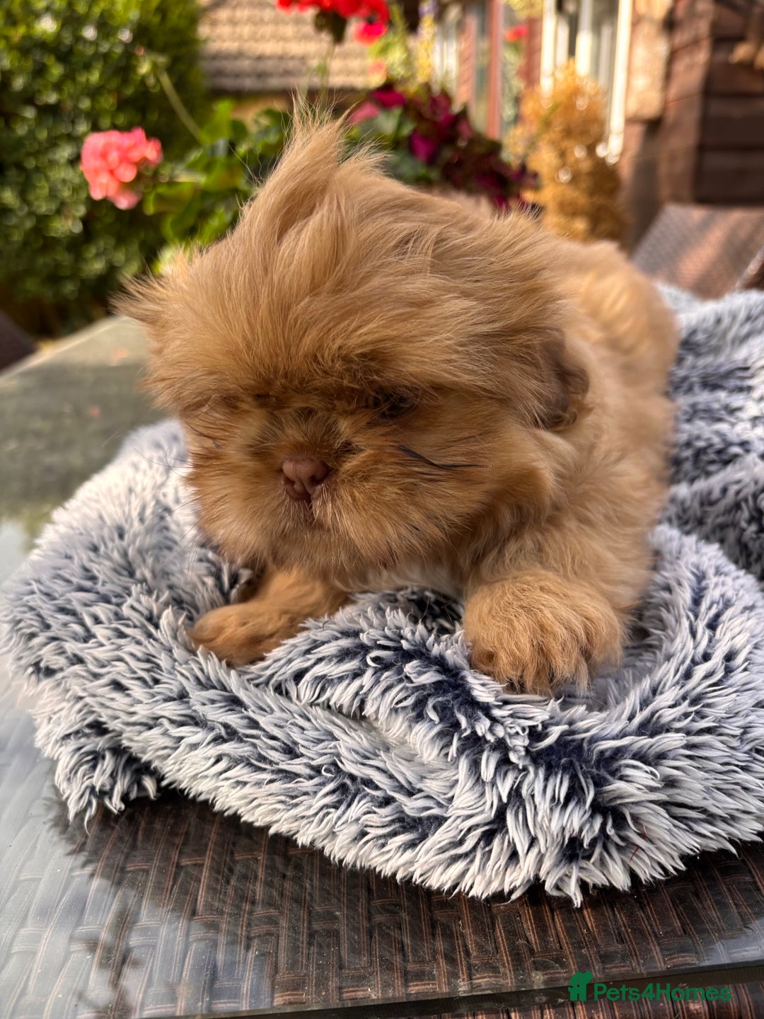 Shih Tzu dogs for sale: Stunning shih tzu babies - Image 7