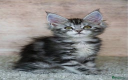 Maine Coon cats for sale: 🥇 5 Generation Pedigree - TICA registered  🌟 - Advert 20
