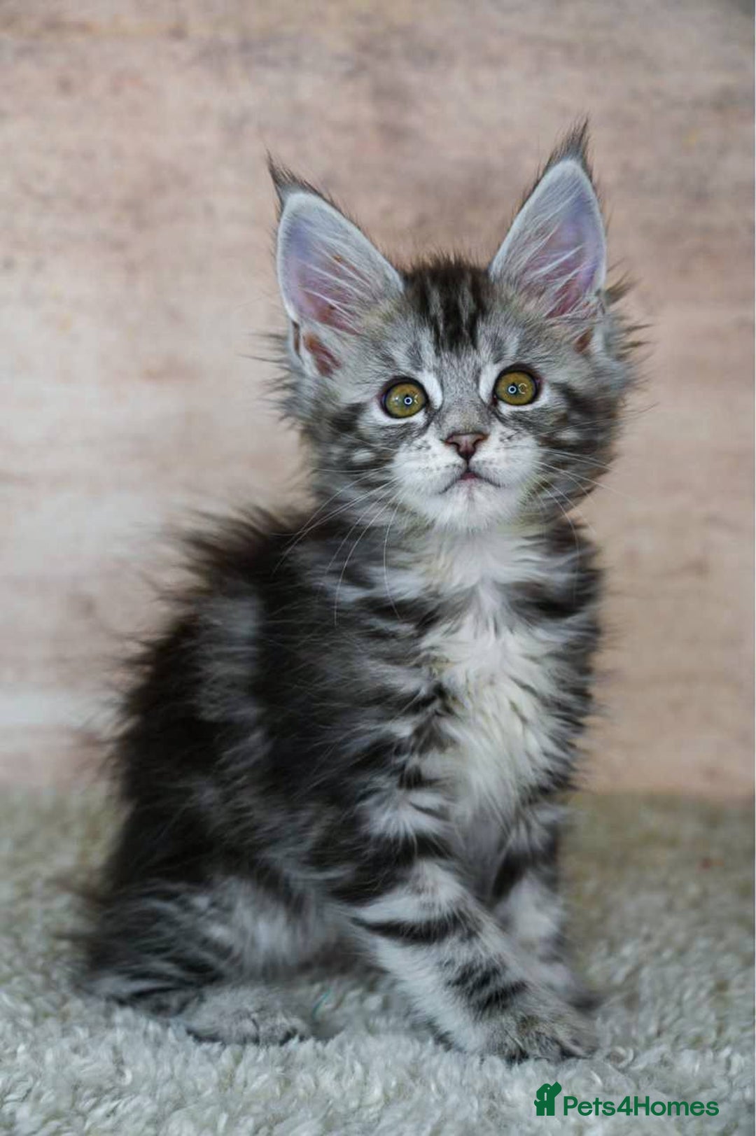 Maine Coon cats for sale: 🥇 5 Generation Pedigree - TICA registered  🌟 - Advert 20