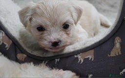Maltese dogs for sale: Adorable maltese 3boys and 3 girls - Image 11