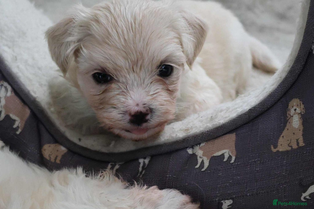 Maltese dogs for sale: Adorable maltese 3boys and 3 girls - Image 11
