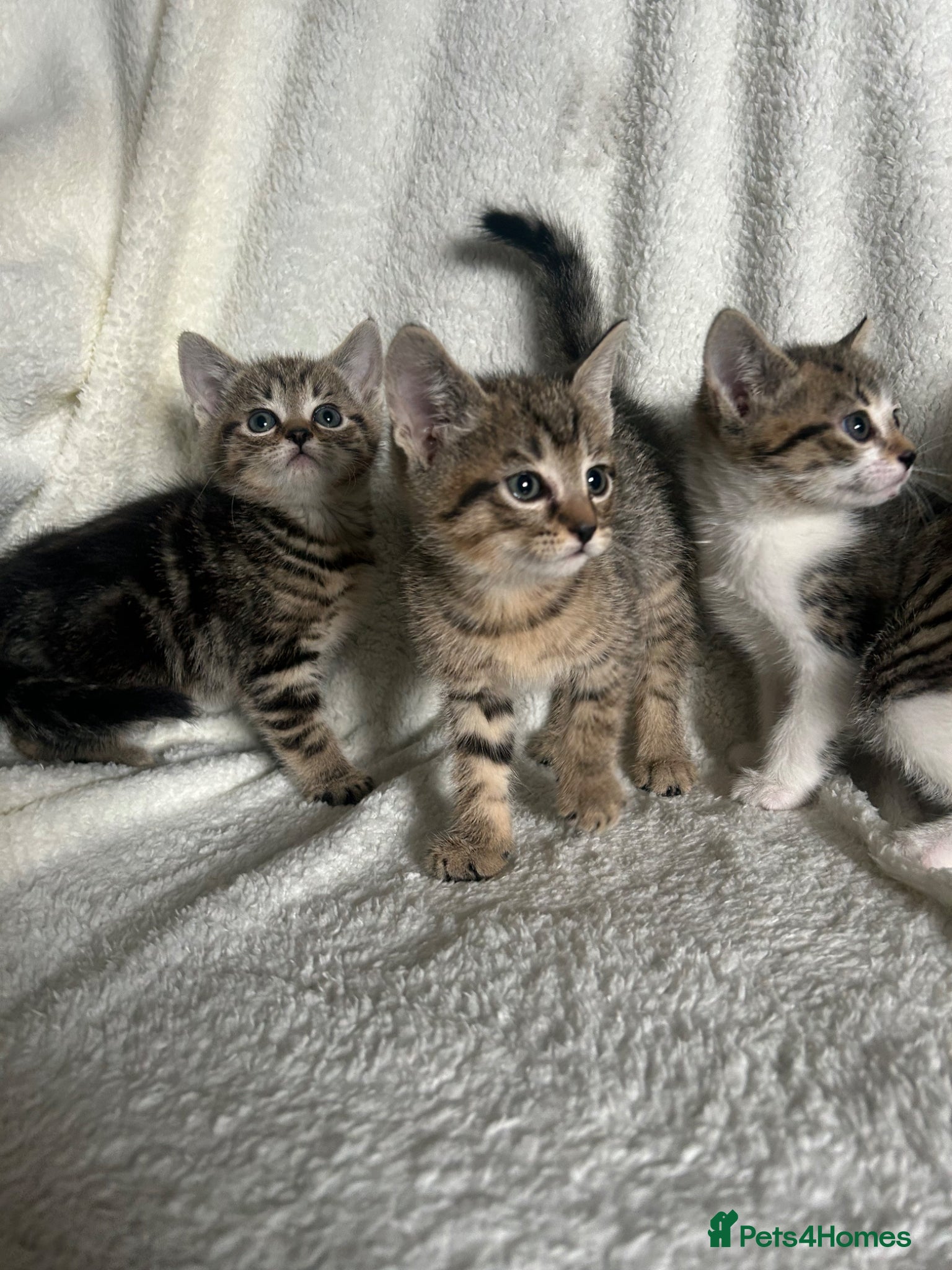 Mixed Breed cats Beautiful kittens ready  - Advert 9