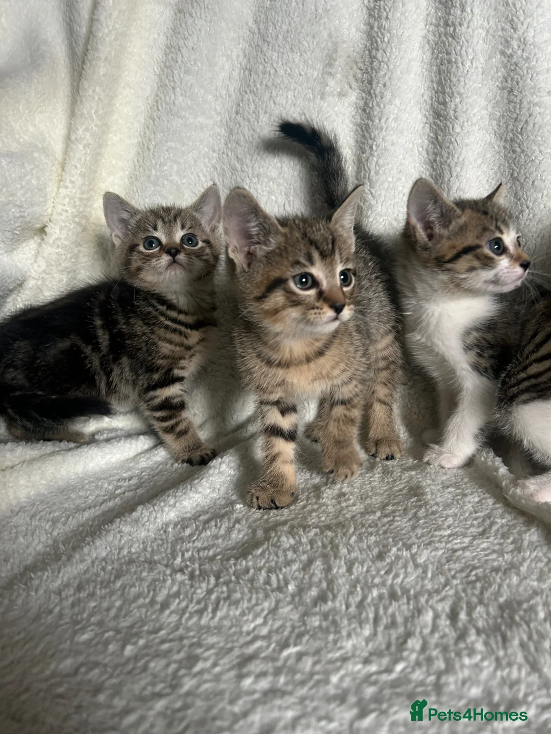 Mixed Breed cats for sale: Beautiful kittens ready  - Advert 1