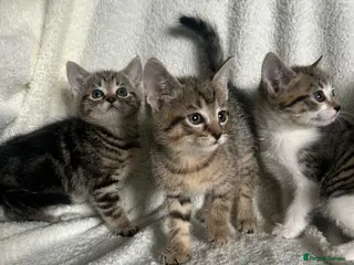 Mixed Breed cats Beautiful kittens ready - Advert 9