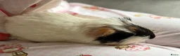Guinea Pig rodents for sale: Beautiful natured male guinea pig BABY🤍 in Newcastle upon Tyne - Advert 2