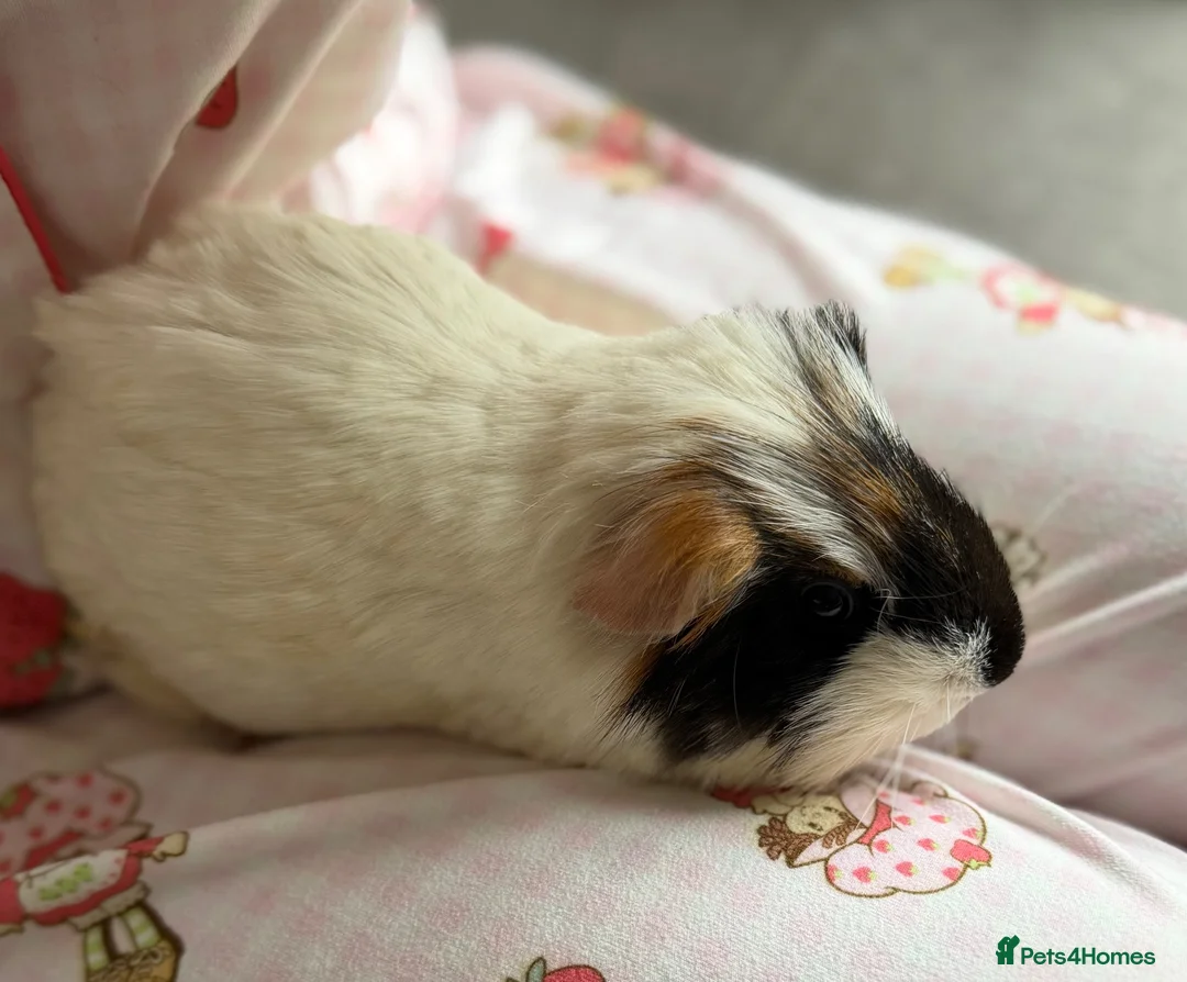 Guinea Pig rodents for sale: Beautiful natured male guinea pig BABY🤍 in Newcastle upon Tyne - Advert 2